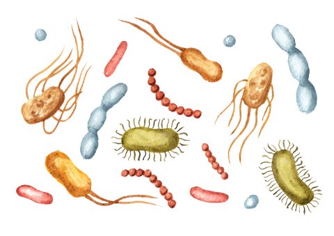 7 Benefits of Gut-Friendly Bacteria (Probiotics) image 1
