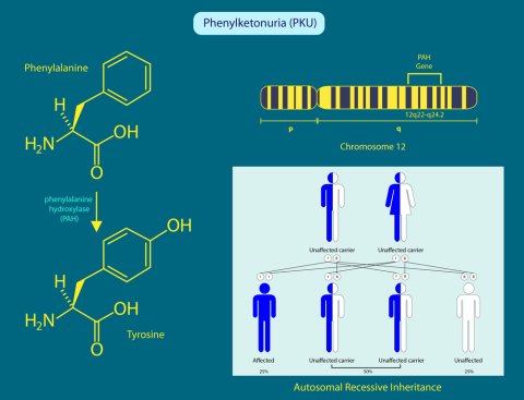Phenylketonuria: Causes, Symptoms, and Diagnosis image 1